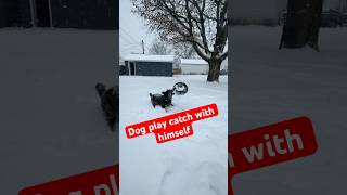 Our dog playing catch with himself in the snow! ￼#dogs #blueheeler #cutedog #snowdays