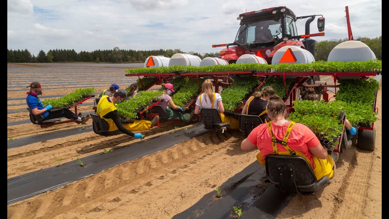Local farmer hires students to help when migrant workers held up - YouTube