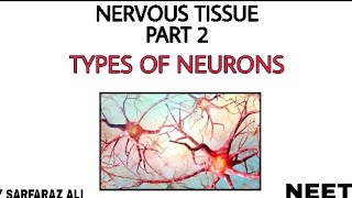 Types of neurons | Nervous tissue | Part 2 | By Sarfaraz Ali