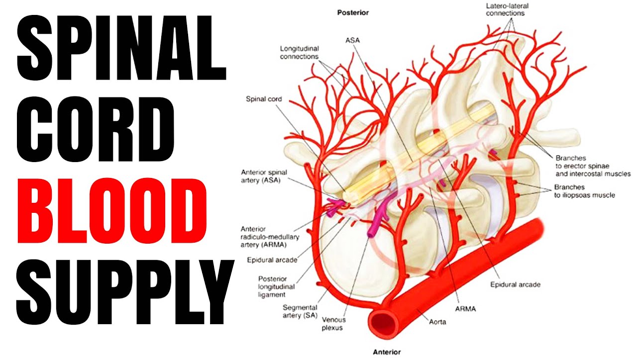 Кровоснабжение спинного мозга | Доктор Хешам Ваге (хирург)