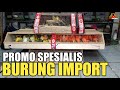 UPDATE HARGA TERBARU ! ANEKA JENIS BURUNG IMPORT PASAR BURUNG PRAMUKA KIOS RAJA FAUNA