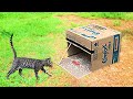 Simple cat trapcat trap using cardboard box