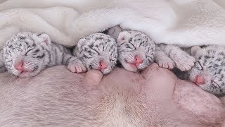 I Raised 4 Newborn White Tiger Cubs… Separated from Their Mother Too Soon 🐯💔