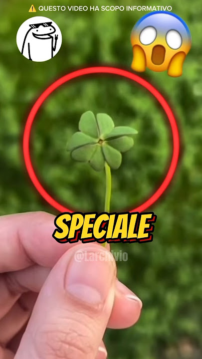 WHY DOES THE FOUR-LEAF CLOVER BRING LUCK? 😱 #curiosity #informative