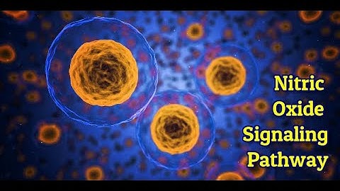 CSIR UGC NET | Nitric Oxide Signaling Pathway | #BiologyAllInOne