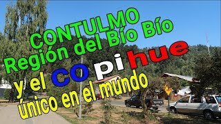 Buscando el Copihue, flor única en el mundo./Contulmo Región del Bío Bío parte 1/3