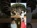 https://www.facebook.com/boralightbora