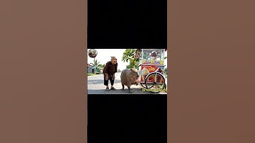 Capybara ăn kem #capybara  #haihuoc #funny