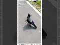 Ворона Варик встречает знакомых в парке и требует угощение