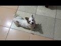 Endless Happiness Puppies Indoor Adventure🐾🐕🐶
