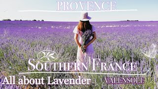LAVENDER valensole ทุ่ง​ลา​เวนเดอร์​ฝรั่งเศส​ตอน​ใต้​ #provence #france by Neroli swiss diary 154 views 2 years ago 4 minutes, 22 seconds