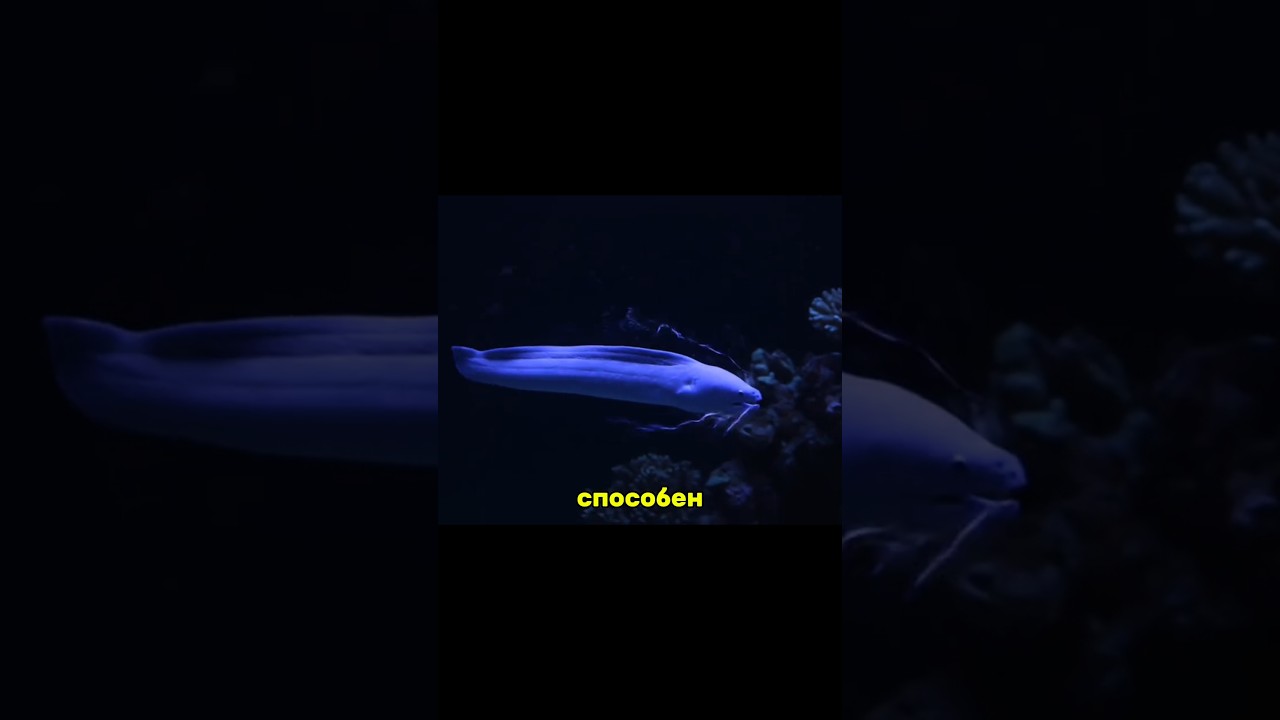 Никогда не прикасайся к этому существу