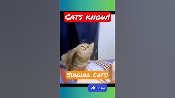 This cat can sing! #viralshorts #shorts #viral #shortsviral