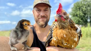 Baby Chicks Arrived in the Mail! BEFORE and AFTER…