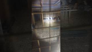 What Happened At The Chicken Coop?