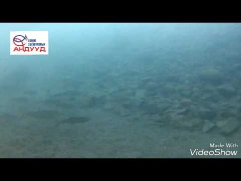 Видео: Өвлийн улиралд загас барих торыг хэрхэн яаж байрлуулах вэ