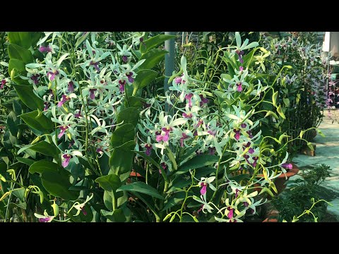 Video Vườn lan dendro nắng khủng với quá nhiều loại lan -... - youtube