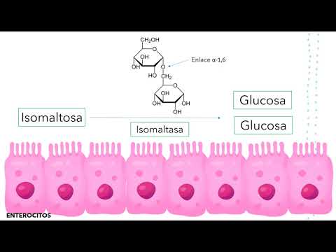 Video: ¿Qué enzimas intervienen en la digestión del almidón a glucosa?