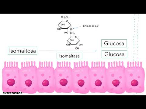 Vídeo: Qui és el producte final de la digestió dels carbohidrats?