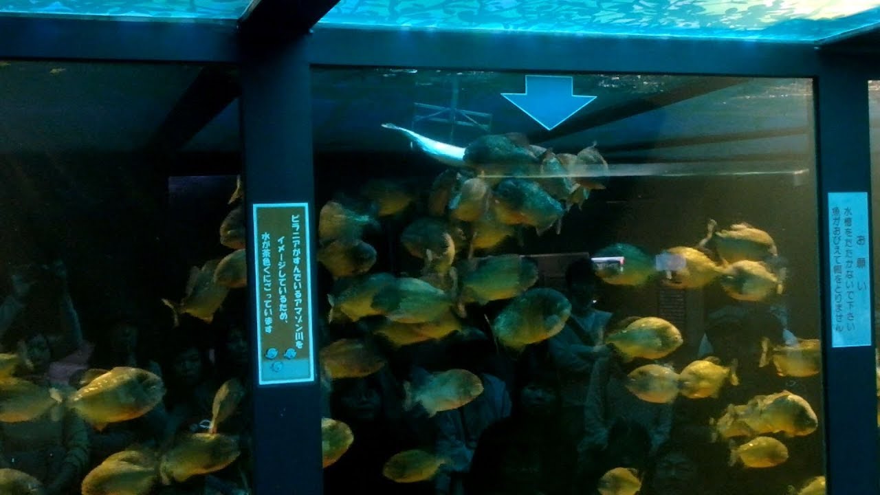 須磨海浜水族園 さかなライブ ピラニア さかなライブ劇場 17 4 29 11 30 スマスイ Youtube