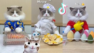 That Little Puff | Cats Make Food 😻 | Kitty God & Others | TikTok 2024 #26