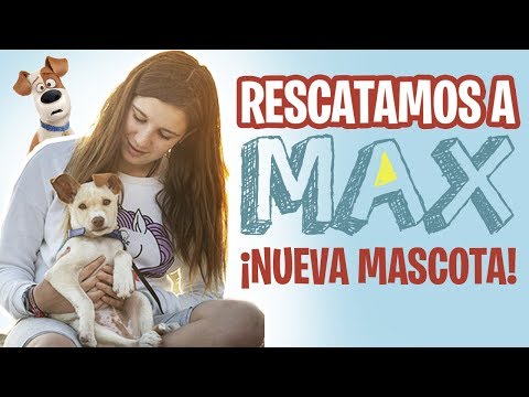 Video: Perro Adoptable de la Semana - Nikita