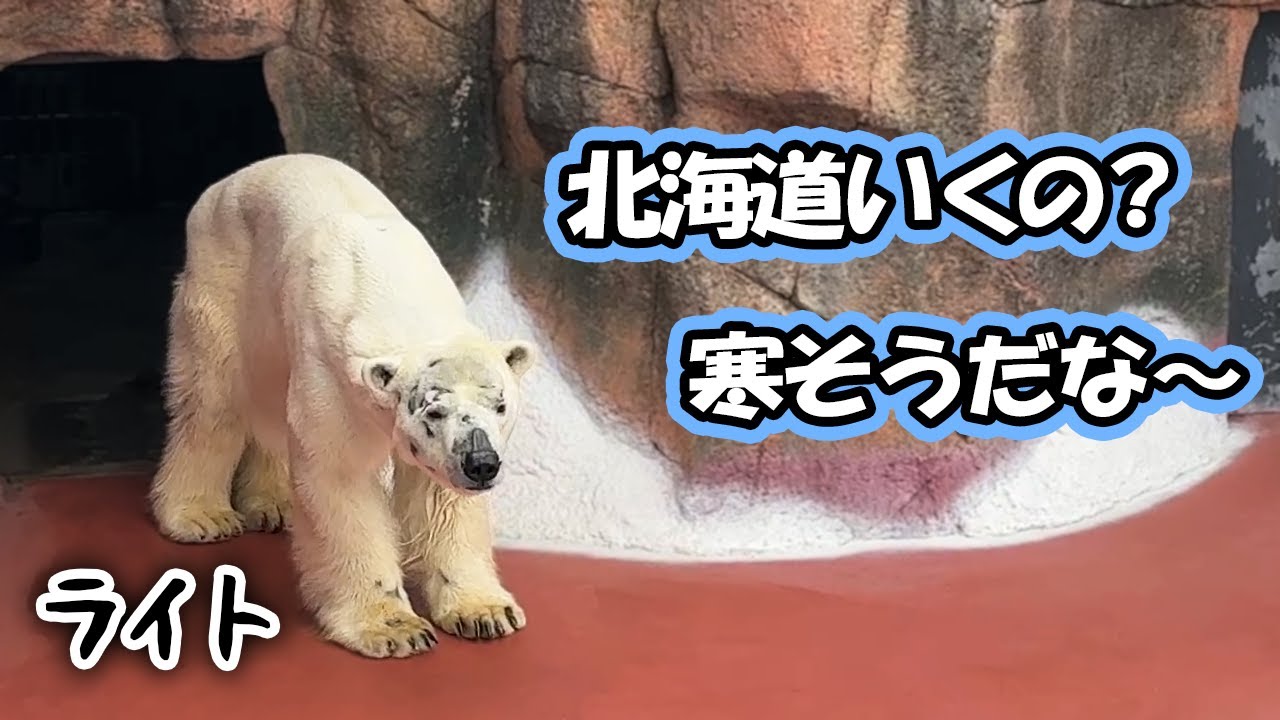 Белый медведь Лайт