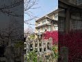 【KYOTO】 Must-See Hidden Gems - Rokusonno Shrine