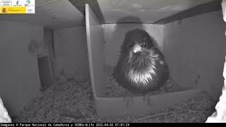 El despertar del estornino -  P.N. de Cabañeros #webcamprimilla