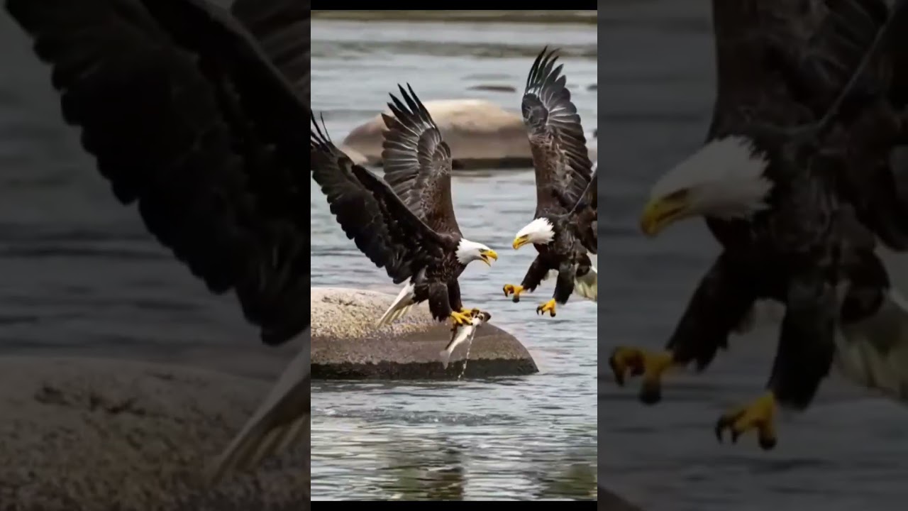 Wow...!! 😱😱The struggle between fellow air predators 