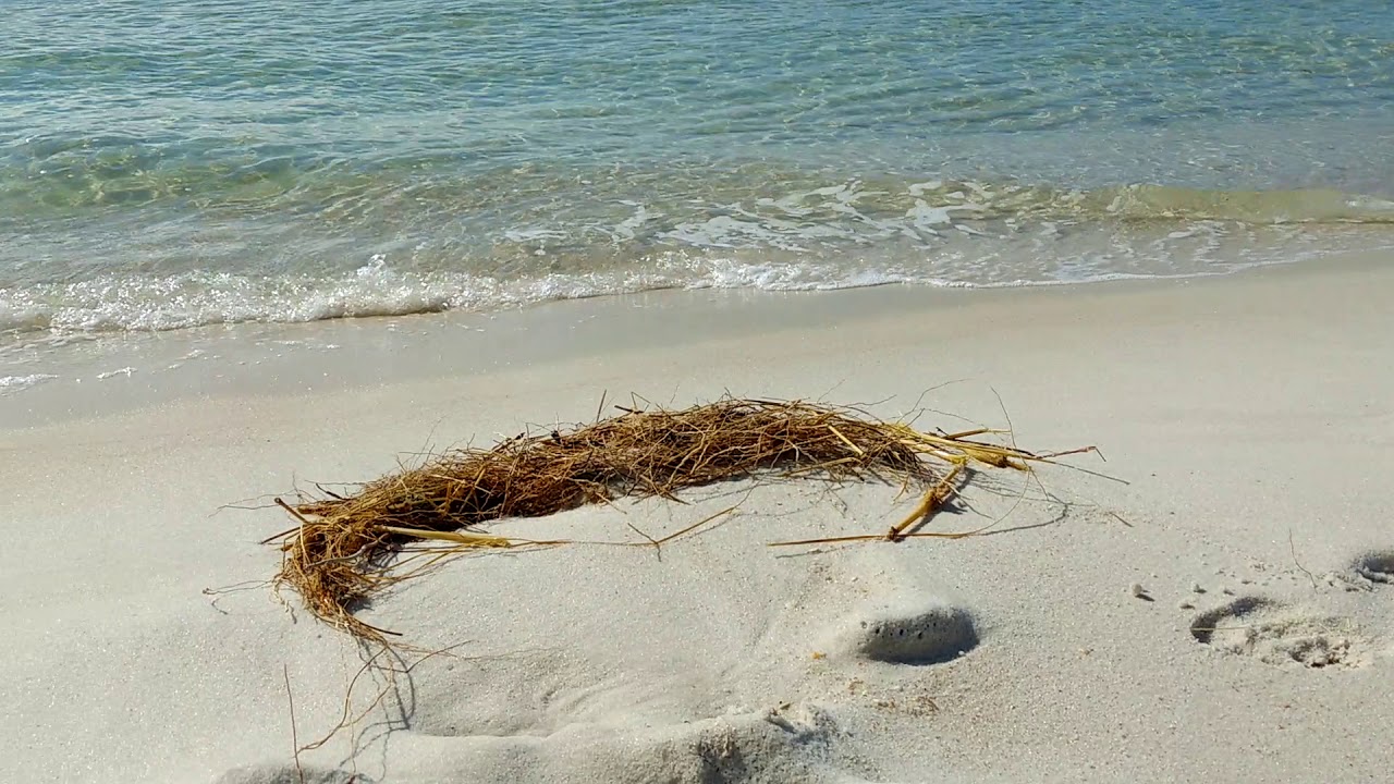 Panama City Beach Tide Chart