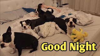 Whats It's Like Sleeping With 7 Boston Terrier Dogs