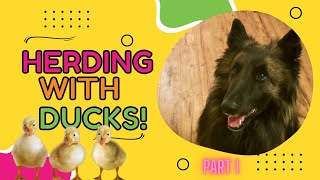 Belgian Tervuren Herding Ducks