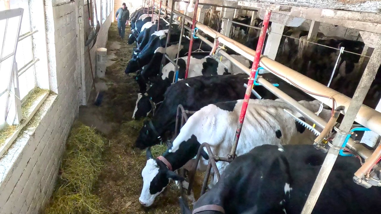 Настоящие обязанности на молочной ферме: кормление коров, уборка коровников, перемещение небольши...