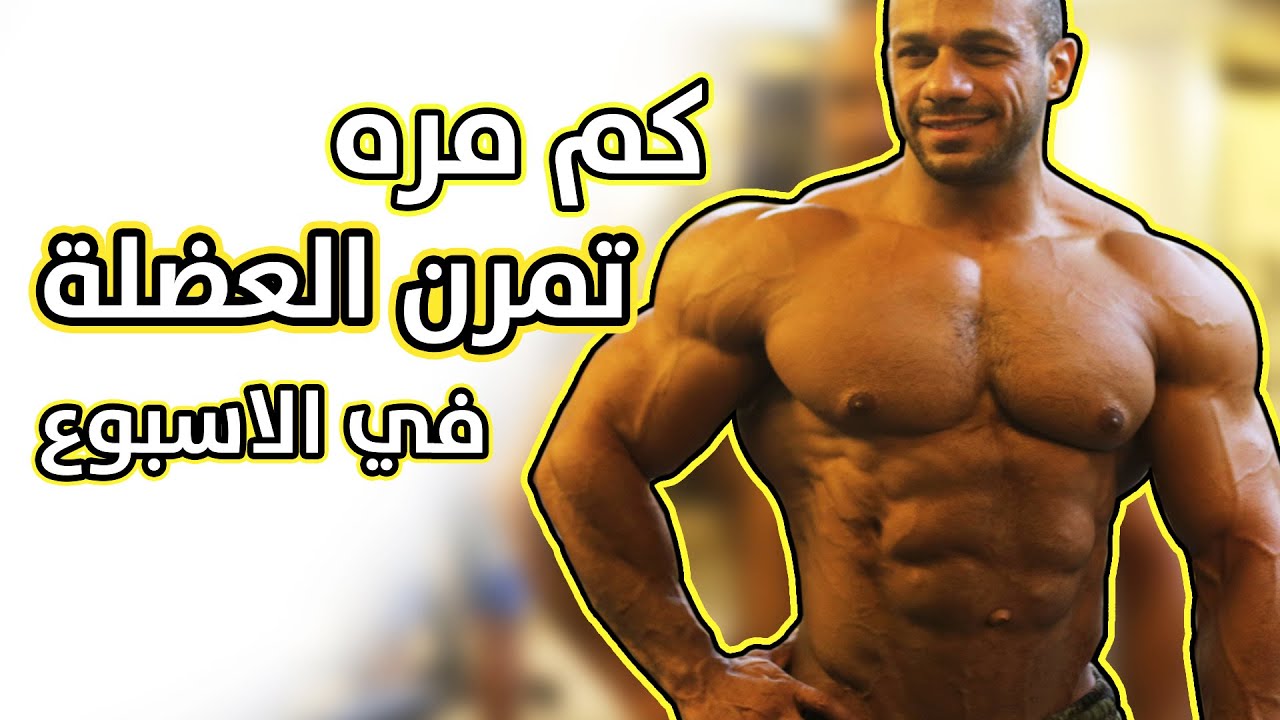 تمرن العضلة كام مره في الاسبوع | شرح مختصر