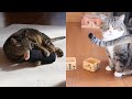 節分なねこ。-Setsubun and Maru&Hana.-