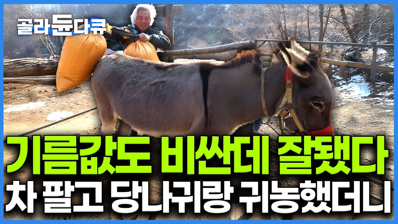 자가용 대신해서 당나귀 샀는데 애완 동물이 돼버렸다. 내친 김에 5성급 당나귀 호텔도 짓고 내가 살 집도 포크레인 사다 직접 지은 남자｜동물농장 귀농집｜한국기행｜#골라듄다큐