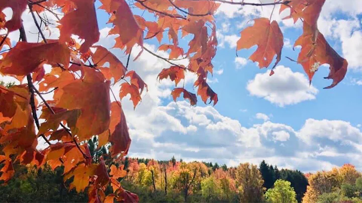 Autumn Leaves