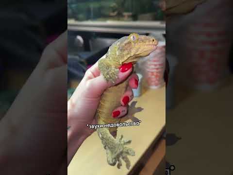 Насколько гигансткий бананоед гигантский? #вмиреживотных #питомцы #животные