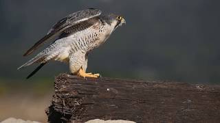 Peregrine Falcon Resting screenshot 4