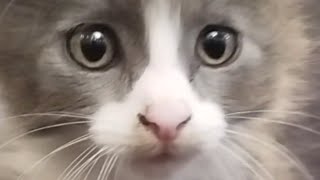 POV: A cute kitten winks at you and rizz you up