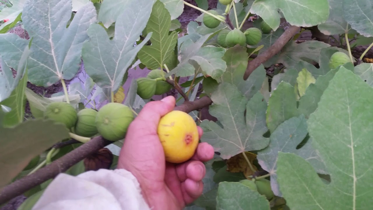 یەکێک لە سوودەکانی تری هەڵپاچینی داری هەنجیر لەوەرزی گەرمادا لە ڤیدۆکەدا ببینە...