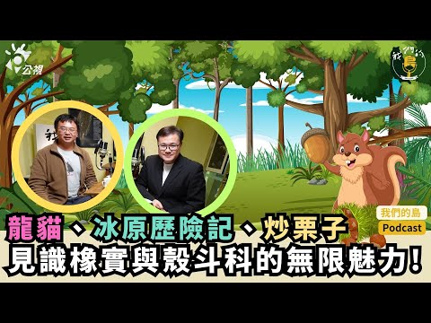 《週三來聽島》龍貓、冰原歷險記、炒栗子|見識橡實與殼斗科的無限魅力!|ft.《台灣橡實家族圖鑑》作者 林奐慶|我們的島Podcast 有影版 ...