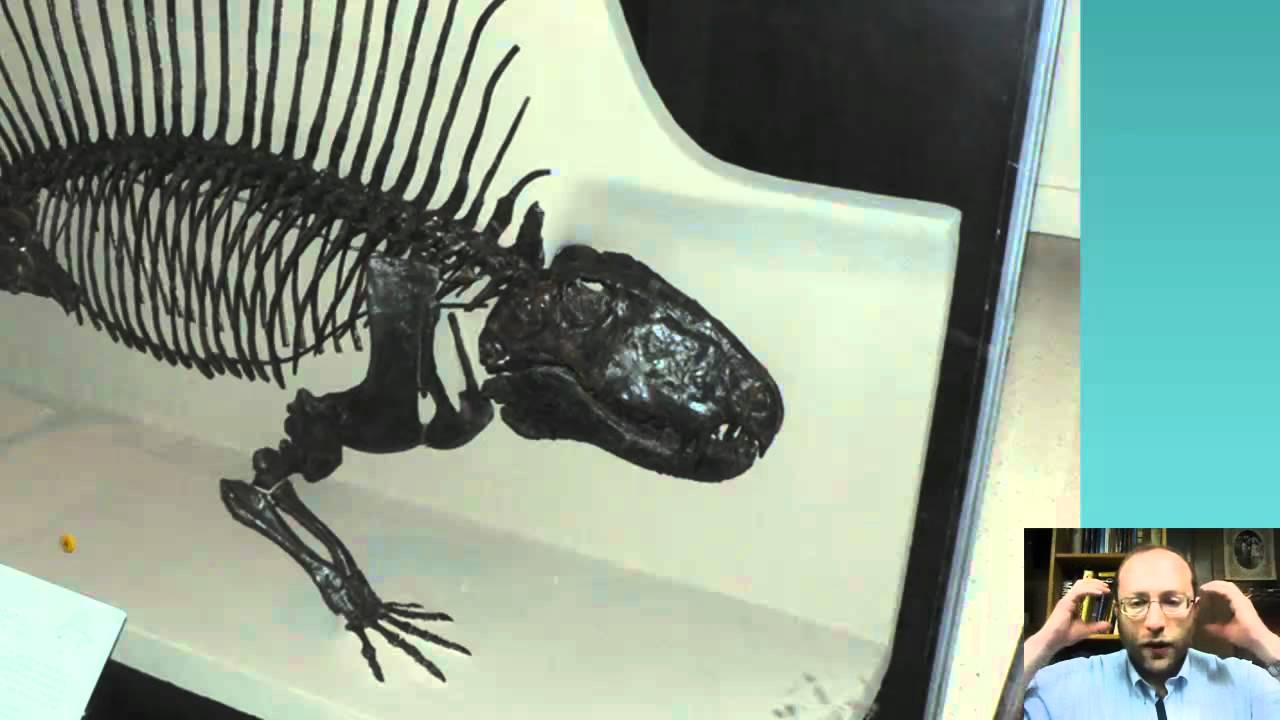 evidence for evolution