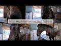 Mustang Meditations: 9 Minutes of Stall ASMR🌾