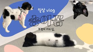 통영 강아지 송아꼼 vlog | 유기견 입양 일상 브이로그 먹고 자고 새집 적응중