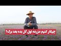 زعفران اول گل می دهد یا برگ پاسخ به سوال اساسی چیکار کنیم زعفران اول گل بده بعد برگ 