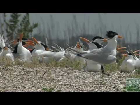 Guarding the Nest on the Texas Coast - YouTube