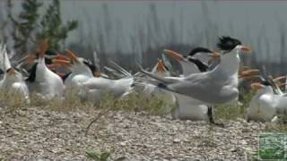 Guarding the Nest on the Texas Coast Information