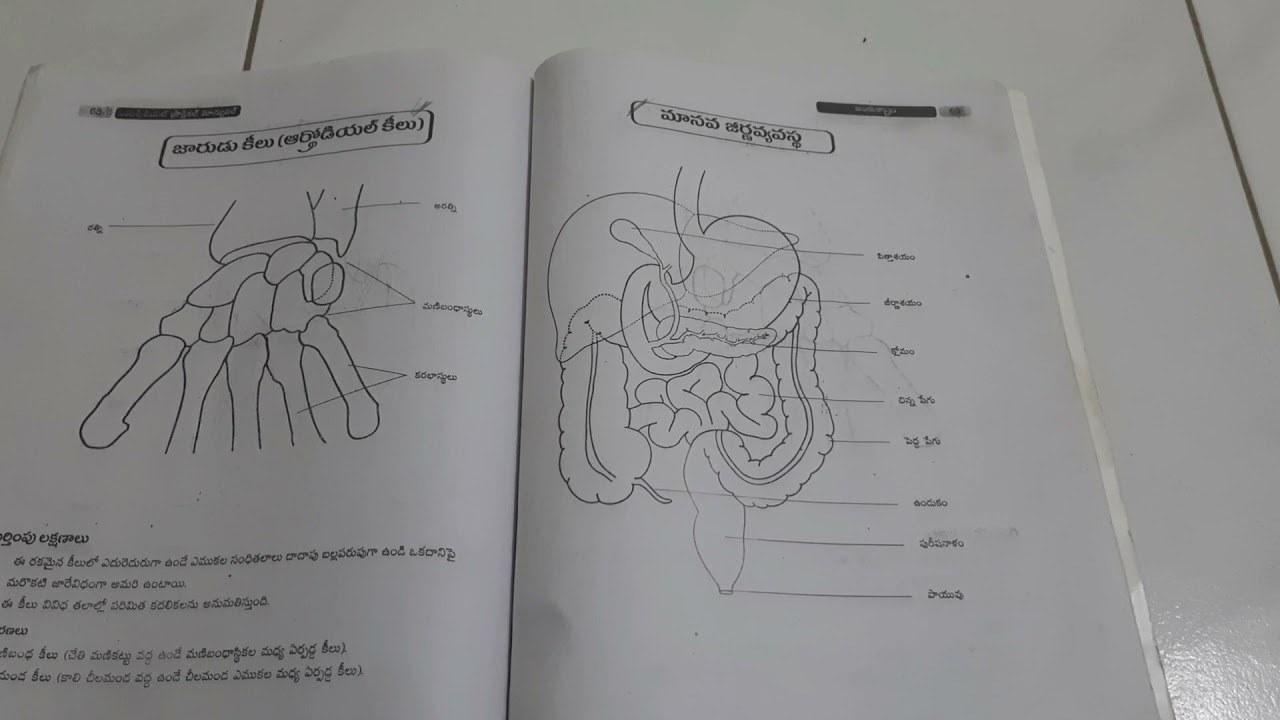 12 Zoology Record Pdf 100 Genuine